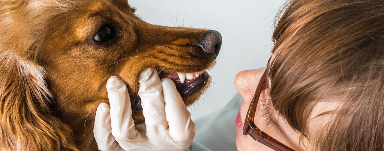 A Veterinarian examining a brown dog's teeth.
