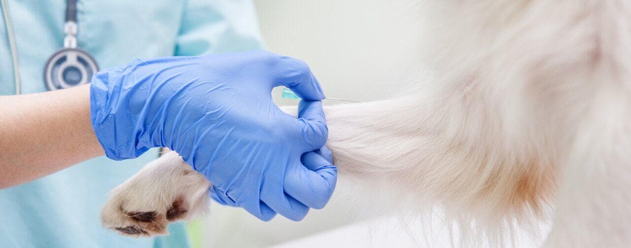 A Veterinarian performing a diagnostic test on a white dog.