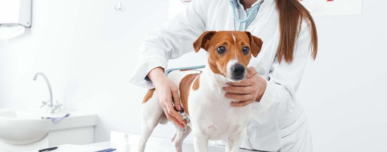 A Veterinarian examining a small dog on a table
