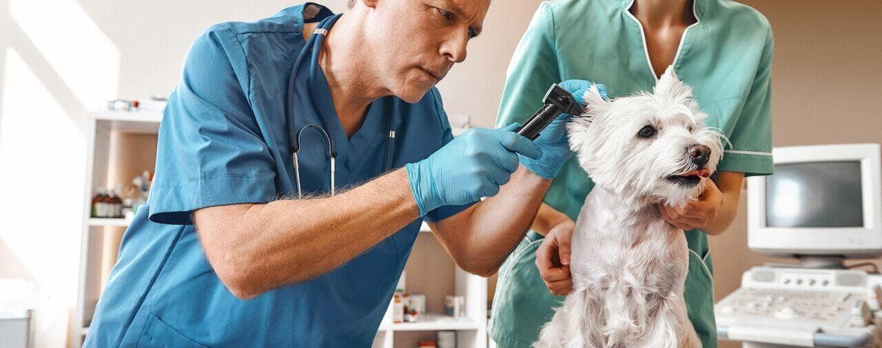A Veterinarian with an assistant examining a dogs ears.